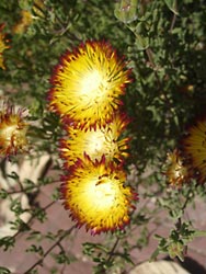 Blühender Kaktus im Botanischen Garten Gran Canaria - Jardin Canario