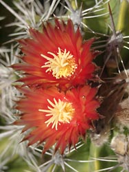 Blühender Kaktus im Botanischen Garten Gran Canaria - Jardin Canario