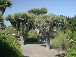 Drachenbäume im Botanischen Garten Gran Canaria - Jardin Canario