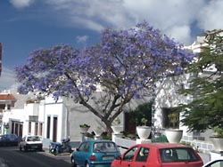 Blühender Baum in Agaete Gran Canaria