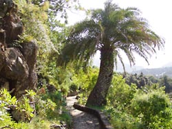 Kanarische Palme - Botanischer Garten Gran Canaria - Jardin Canario