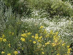 Blumenwiese bei Fataga - Gran Canaria