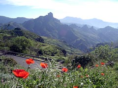 Blütenpracht bei Tejeda