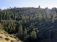 Kanarischer Kiefernwald auf Gran Canaria