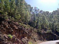 Pinar de Tamadaba - Gran Canaria