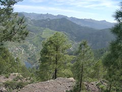 Pinar de Tamadaba - Gran Canaria