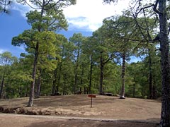 Kanarische Kiefern - Pinar de Tamadaba - Gran Canaria