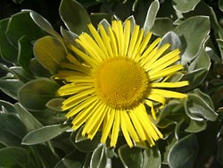 Botanischer Garten Gran Canaria - Jardin Canario
