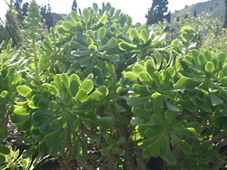 Botanischer Garten Gran Canaria - Jardin Canario