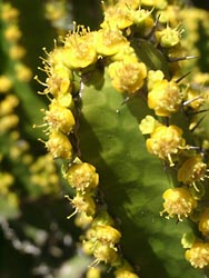 Botanischer Garten Gran Canaria - Jardin Canario