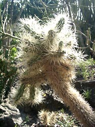 Botanischer Garten Gran Canaria - Jardin Canario