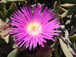 Blütenpracht - Botanischer Garten Gran Canaria - Jardin Canario