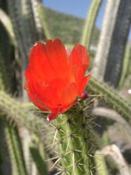 Blühender Kaktus im Botanischen Garten Gran Canaria - Jardin Canario