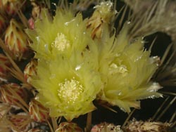 Blühender Kaktus im Botanischen Garten Gran Canaria - Jardin Canario