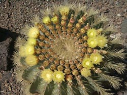 Blühender Kaktus im Botanischen Garten Gran Canaria - Jardin Canario