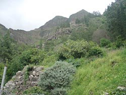 Üppiges Grün im Barranco Agaete - Gran Canaria