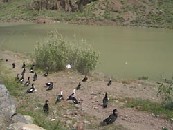 Presa de Ayagaures - Gran Canaria