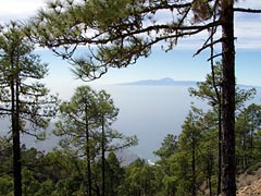 Pinar de Tamadaba - Gran Canaria