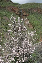 Mandelblüte auf Gran Canaria - bei Acusa