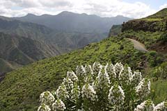 Üppiges Grün bei Acusa - Gran Canaria