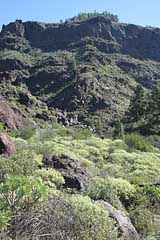 Üppiges Grün im Barranco de Mogán