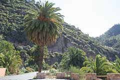 Kanarische Palmen im Barranco de Mogán