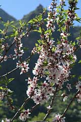 Mandelblüte auf Gran Canaria im Barranco de Guayadque - Gran Canaria