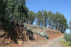 Eukalyptuswald oberhalb vom Barranco de Laurel - Gran Canaria