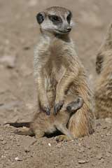 Erdmännchen im Palmitos Park auf Gran Canaria