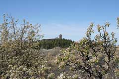 Mandelbaumplantage nahe des Pico de las Nieves