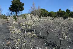 Mandelbaumplantage nahe des Pico de las Nieves