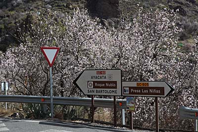 Mandelblüte auf Gran Canaria