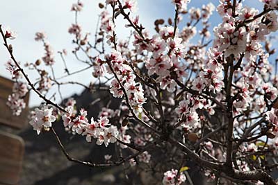 Mandelblüte auf Gran Canaria