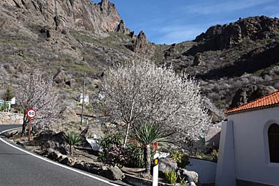 Mandelblüte in Ayacata auf Gran Canaria